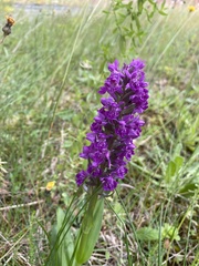 Dactylorhiza purpurella