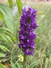 Dactylorhiza purpurella