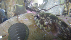 Diplocrepis puniceus