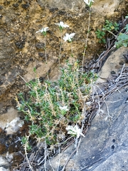 Arenaria aggregata