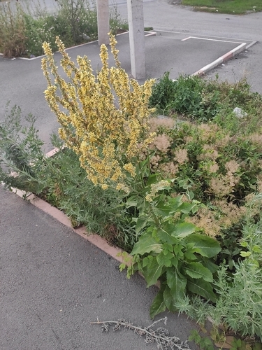 White Mullein (Verbascum lychnitis)