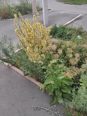 White Mullein (Verbascum lychnitis)