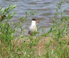 Sterna hirundo