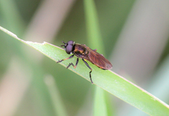 Pyrophaena granditarsis