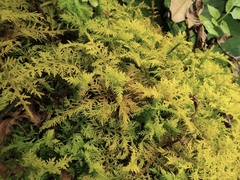 Thuidium cymbifolium