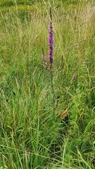 Lythrum salicaria