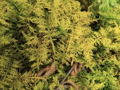 Thuidium cymbifolium
