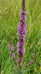 Lythrum salicaria