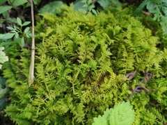 Thuidium cymbifolium