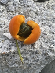 Trichosanthes scabra