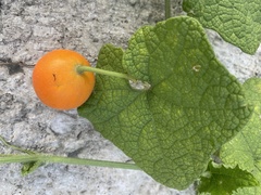 Trichosanthes scabra