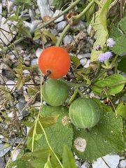 Trichosanthes scabra