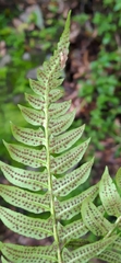 Polystichum lepidocaulon