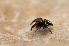 Pellenes geniculatus