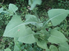 Cicerbita macrophylla