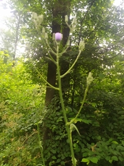 Cicerbita macrophylla