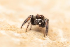 Pellenes geniculatus