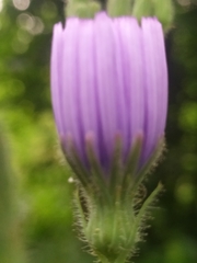 Cicerbita macrophylla