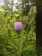 Cicerbita macrophylla