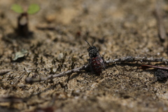 Holcopasites calliopsidis