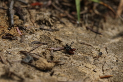 Holcopasites calliopsidis