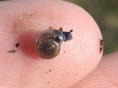 Glyphyalinia