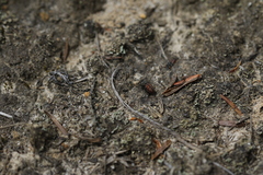 Holcopasites calliopsidis