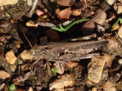 Aiolopus thalassinus