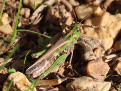 Aiolopus thalassinus