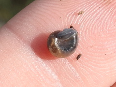 Glyphyalinia