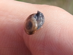 Glyphyalinia