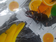 Lucanus cervus