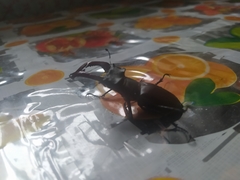Lucanus cervus