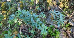Brachyglottis laxifolia