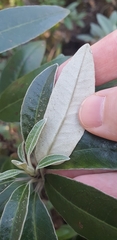 Brachyglottis laxifolia