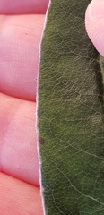 Brachyglottis laxifolia