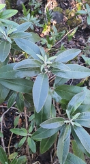 Brachyglottis laxifolia