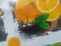 Lucanus cervus