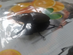 Lucanus cervus