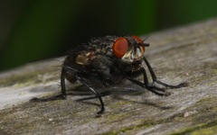 Ravinia pernix