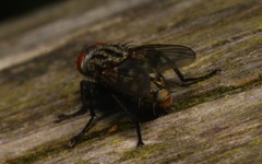 Ravinia pernix