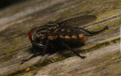 Ravinia pernix