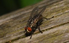 Ravinia pernix