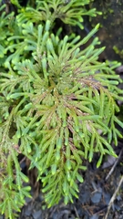 Selaginella involvens