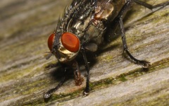 Ravinia pernix