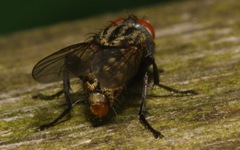 Ravinia pernix