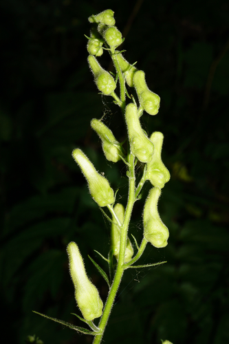 Image of Aconitum vulparia by (c) Patrick Hacker, some rights reserved (CC BY)