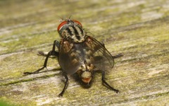 Ravinia pernix