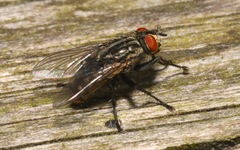Ravinia pernix