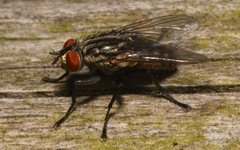 Ravinia pernix